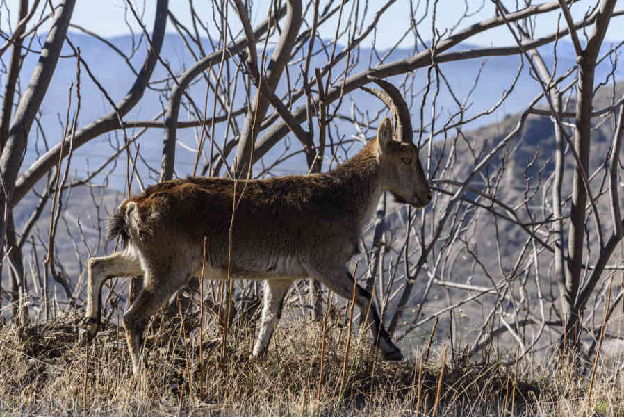 Muflón - la Alpujarra - Granada - Andalucía - España .jpg
